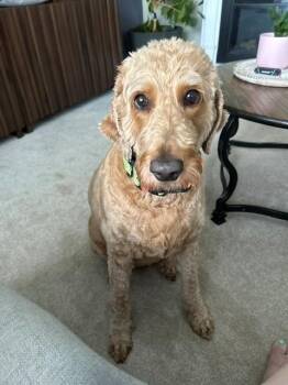 Sadie- Courtesy post -  Goldendoodle Dog for Adoption in Columbia, Maryland - Sadie- Courtesy Post | PetCurious