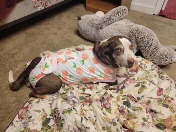 Rescue Brittany Spaniel and Labrador Retriever Dogs for Adoption in Maryville, Tennessee - Lucy | PetCurious