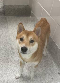 Shiba Inu and Mixed Breed Dogs Available for Adoption in Omaha, Nebraska - KINGPIN | PetCurious