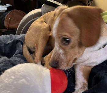 Rescue Hound and Mixed Breed Dogs for Adoption in Wando, South Carolina - Texas Pete | PetCurious