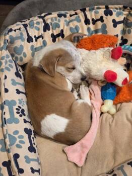 Chihuahua and Terrier Dogs Available for Adoption in Bristol, Wisconsin - Zeke | PetCurious