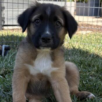 Langley -  Shepherd and Mixed Breed Dog for Adoption in Oceanside, California - Langley | PetCurious