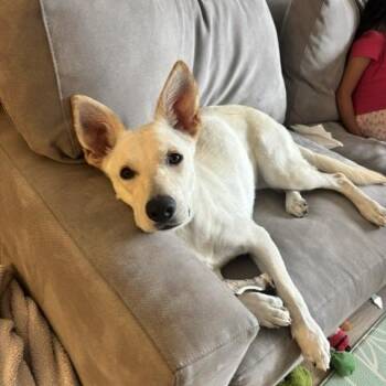 Lucy -  Mixed Breed Dog for Adoption in Los Angeles, California - Lucy | PetCurious