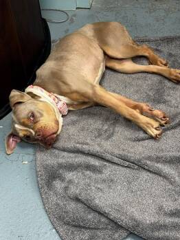 Goose -  Boxer Dog for Adoption in Canton, Massachusetts - Goose | PetCurious