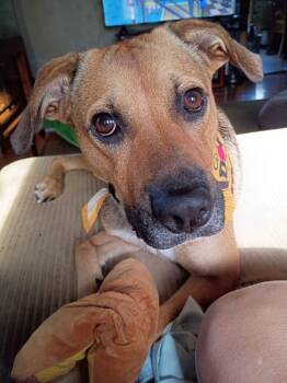 Soulful Hansel -  Black Mouth Cur Dog for Adoption in Houston, Texas - Soulful Hansel | PetCurious