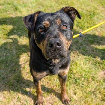 Retriever Dogs Available for Adoption - Bullet | PetCurious