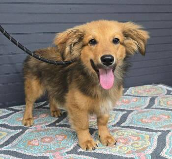Dobie -  Dachshund and Shetland Sheepdog Sheltie Dog for Adoption in New York, New York - Dobie | PetCurious
