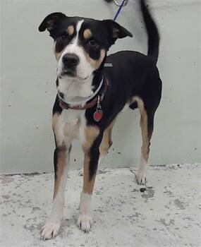 Foxhound and Mixed Breed Dogs Available for Adoption - CELITO | PetCurious