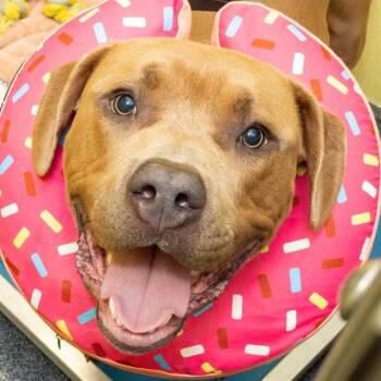 BIGG -  Pit Bull Terrier and Mixed Breed Dog for Adoption in St. Louis, Missouri - BIGG | PetCurious