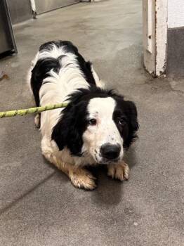 BART -  Australian Shepherd Dog for Adoption - BART | PetCurious