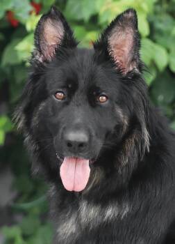 Lana von Liebstadt -  German Shepherd Dog Dog for Adoption in Los Angeles, California - Lana Von Liebstadt | PetCurious