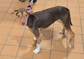 Pit Bull Terrier Dogs Available for Adoption in Crete, Illinois - Sally Sue | PetCurious