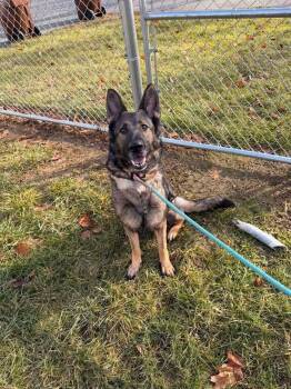 German Shepherd Dog Dogs Available for Adoption - Mazie | PetCurious