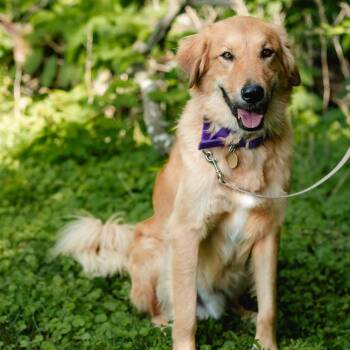 DOM -  Golden Retriever Dog for Adoption in Louisville, Kentucky - DOM | PetCurious