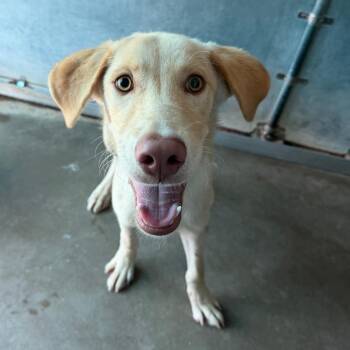 Klein -  Shepherd and Mixed Breed Dog for Adoption in Edinburg, Texas - Klein | PetCurious