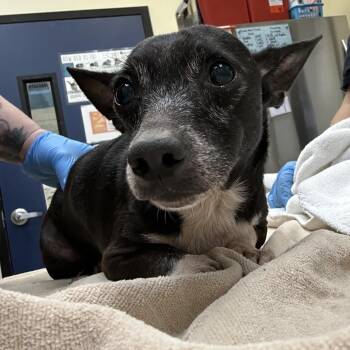 Chihuahua Dogs Available for Adoption - Booger | PetCurious