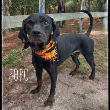 Rescue Black And Tan Coonhound Dogs for Adoption in Sebring, Florida - PoPo | PetCurious