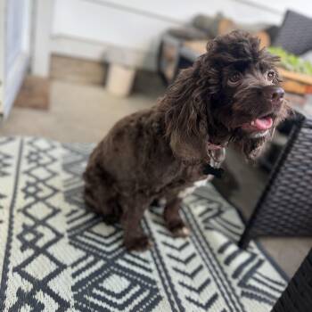 Jovie -  Cocker Spaniel Dog for Adoption - Jovie | PetCurious
