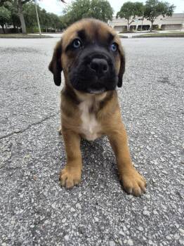 Black Mouth Cur and Mastiff Dogs Available for Adoption in Orlando, Florida - Cedes | PetCurious