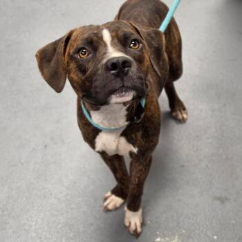 Lief -  Mixed Breed Dog for Adoption in Sarasota, Florida - Lief | PetCurious