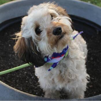 Poodle Dogs Available for Adoption in Manchester, New Hampshire - Honeybun In NH! Come Meet Our Adoptable Dogs Wednesday-Saturday. | PetCurious