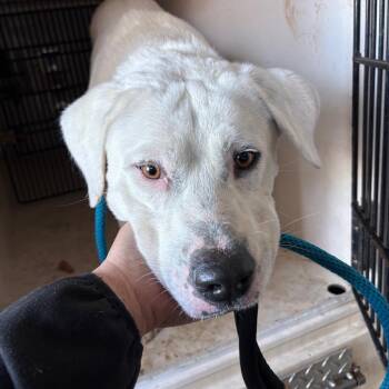 Labrador Retriever Dogs Available for Adoption - Walford | PetCurious