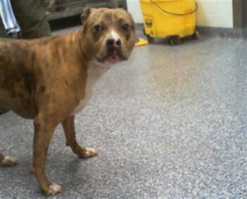 Pit Bull Terrier Dogs Available for Adoption in Charlotte, North Carolina - SNOOKIE | PetCurious