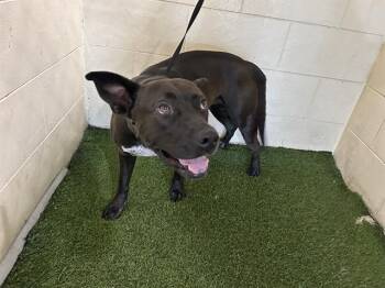 Rescue American Bulldog and Mixed Breed Dogs for Adoption in Winter Haven, Florida - STEVE | PetCurious