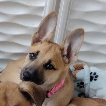 German Shepherd Dog and Pit Bull Terrier Dogs Available for Adoption - Capitol | PetCurious