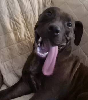 ROCKET -  Labrador Retriever and Pit Bull Terrier Dog for Adoption in Richmond, Texas - ROCKET | PetCurious