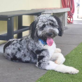 Border Collie and Poodle Dogs Available for Adoption in St. Petersburg, Florida - Seamus | PetCurious