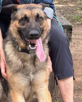 Wylie -  German Shepherd Dog Dog for Adoption - Wylie | PetCurious