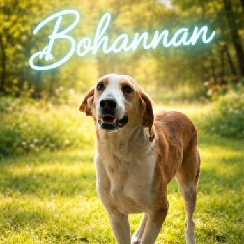 Coonhound Dogs Available for Adoption in Valley Falls, Kansas - Bohannan | PetCurious