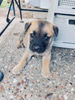 Black Mouth Cur Dogs Available for Adoption in Humble, Texas - Tator Tot | PetCurious