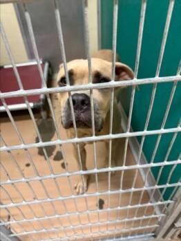 WALTER -  American Bulldog and Mixed Breed Dog for Adoption in Texas City, Texas - WALTER | PetCurious