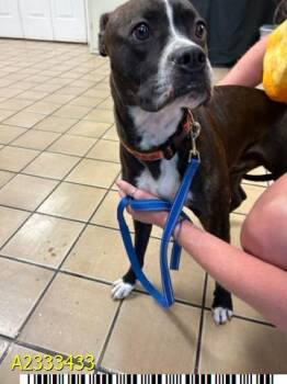 Mixed Breed Dogs Available for Adoption in West Palm Beach, Florida - DUKE OF CORNWALL | PetCurious