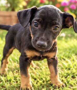 FAY -  Labrador Retriever Dog for Adoption in Margate, Florida - FAY | PetCurious