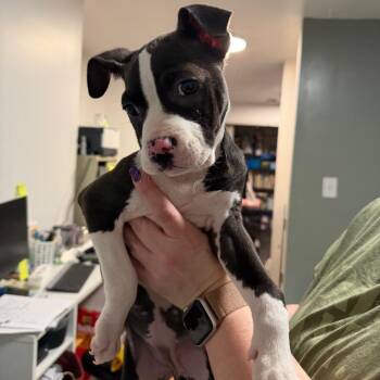 Mixed Breed Dogs Available for Adoption - Bonnie | PetCurious