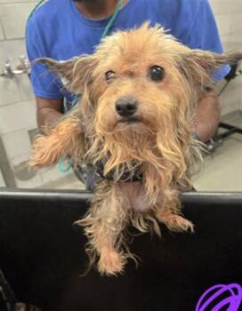 TANN -  Mixed Breed Dog for Adoption in Dallas, Texas - TANN | PetCurious
