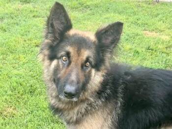 Mixed Breed Dogs Available for Adoption in Georgetown, Texas - Ziggy | PetCurious