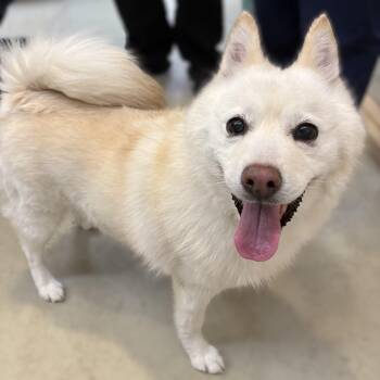 Elsa- 53396 -  Pomsky Dog for Adoption in Columbia, Maryland - Elsa- 53396 | PetCurious