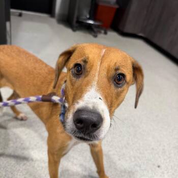Donnie -  Mixed Breed Dog for Adoption in Tampa, Florida - Donnie | PetCurious