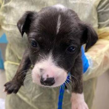 Pit Bull Terrier Dogs Available for Adoption in Las Vegas, Nevada - KAYLA | PetCurious