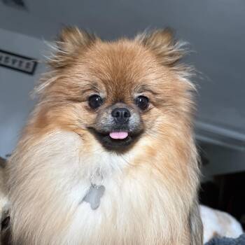 Pomeranian Dogs Available for Adoption - Chai | PetCurious