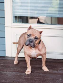 Kaia (FOSTERED LOCALLY) -  Pit Bull Terrier and American Bulldog Dog for Adoption in Leverett, Massachusetts - Kaia (FOSTERED LOCALLY) | PetCurious
