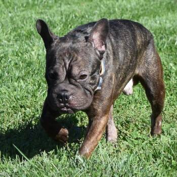 Rex -  French Bulldog and Boston Terrier Dog for Adoption in Tomah, Wisconsin - Rex | PetCurious