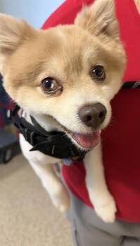 Pomeranian Dogs Available for Adoption in Doral, Florida - HELAY | PetCurious
