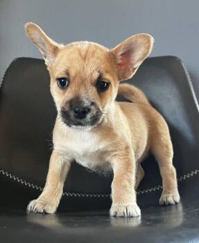 Terrier and Lhasa Apso Dogs Available for Adoption - Adley | PetCurious