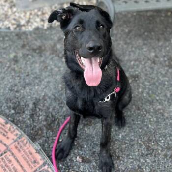 Redwood -  Mixed Breed Dog for Adoption in Cheyenne, Wyoming - Redwood | PetCurious