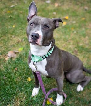 Rescue Pit Bull Terrier Dogs for Adoption in Detroit, Michigan - Zeus | PetCurious